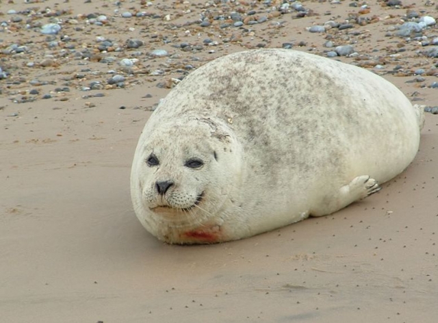 You will get up close to the seals in their natural habitat